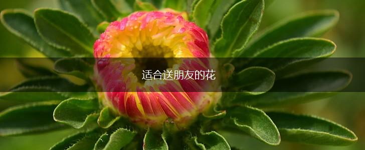 适合送朋友的花,第1张