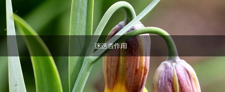 迷迭香作用,第1张