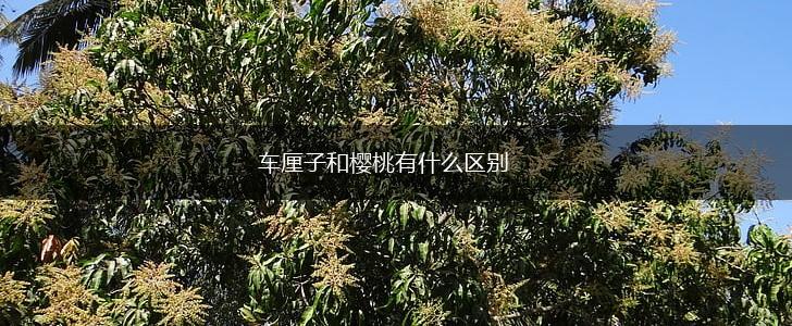车厘子和樱桃有什么区别,第1张