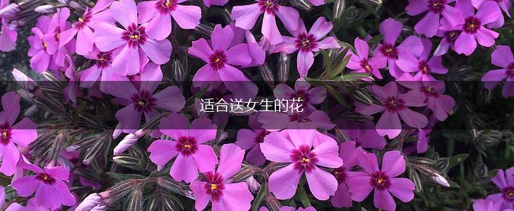 适合送女生的花,第1张