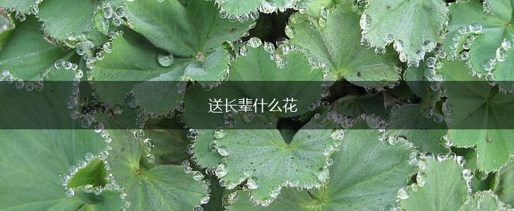 送长辈什么花,第1张 送长辈什么花,第1张