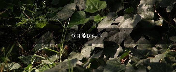 送礼能送梨吗,第1张
