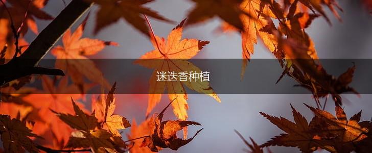 迷迭香种植,第1张
