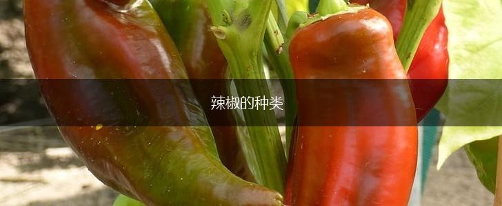辣椒的种类,第1张 辣椒的种类,第1张