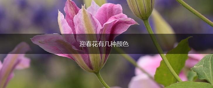 迎春花有几种颜色,第1张