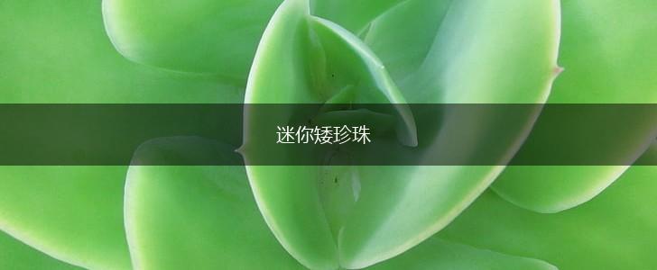 迷你矮珍珠,第1张