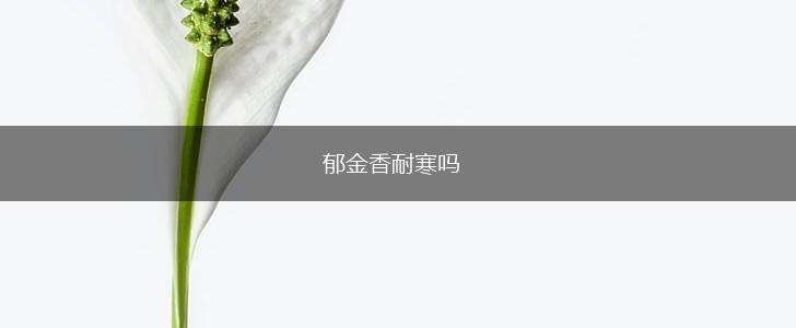 郁金香耐寒吗,第1张