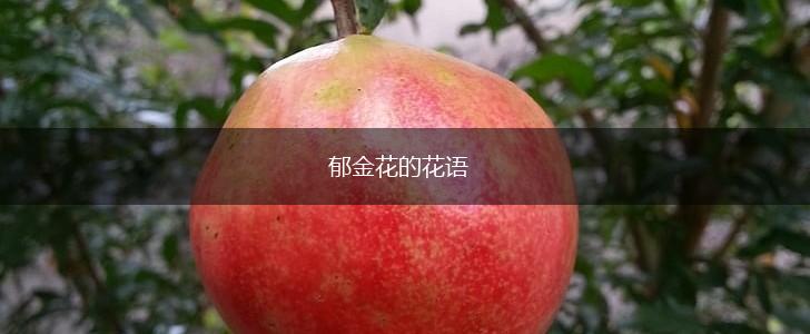 郁金花的花语,第1张 郁金花的花语,第1张