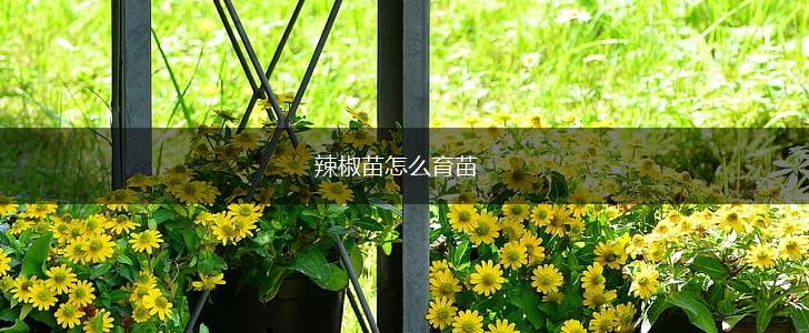 辣椒苗怎么育苗,第1张