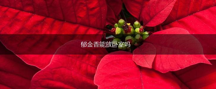 郁金香能放卧室吗,第1张 郁金香能放卧室吗,第1张