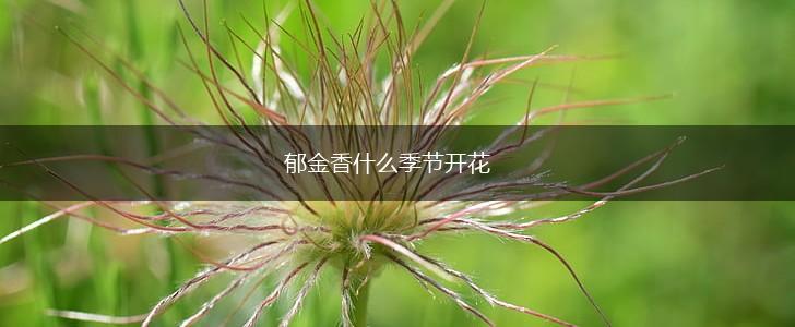 郁金香什么季节开花,第1张 郁金香什么季节开花,第1张