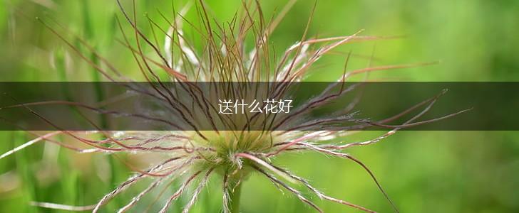 送什么花好,第1张