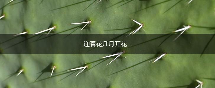 迎春花几月开花,第1张