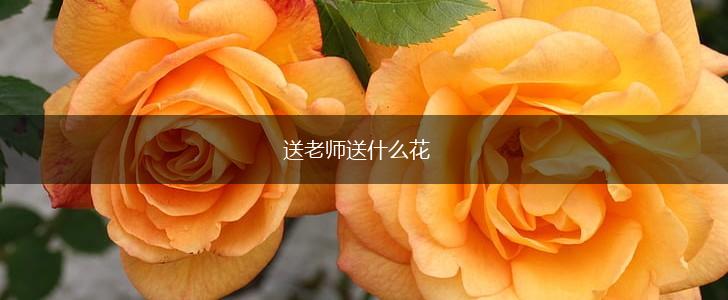 送老师送什么花,第1张