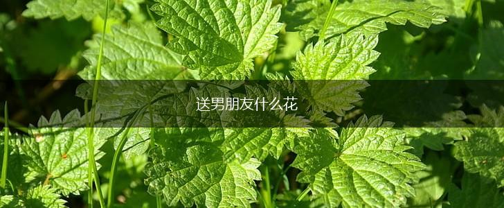 送男朋友什么花,第1张