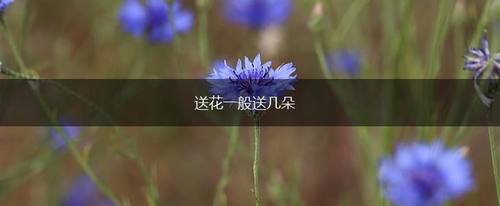 送花一般送几朵,第1张