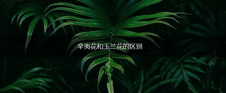 辛夷花和玉兰花的区别,第1张