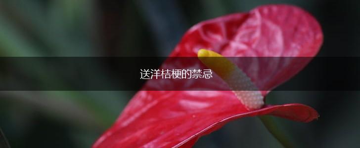 送洋桔梗的禁忌,第1张