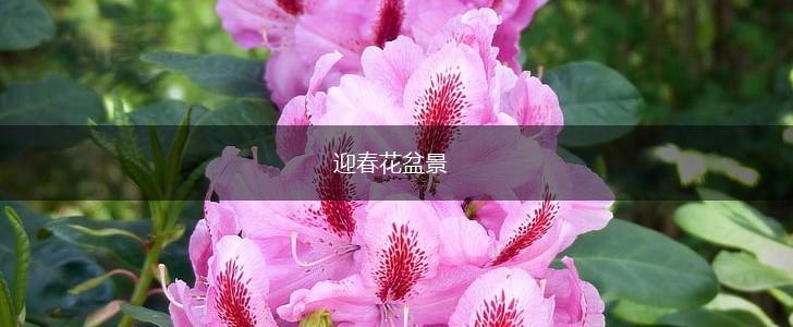 迎春花盆景,第1张