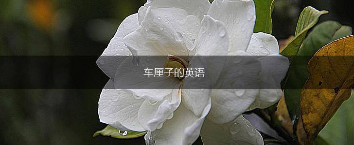 车厘子的英语,第1张