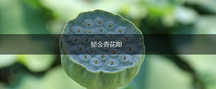 郁金香花期,第1张 郁金香花期,第1张