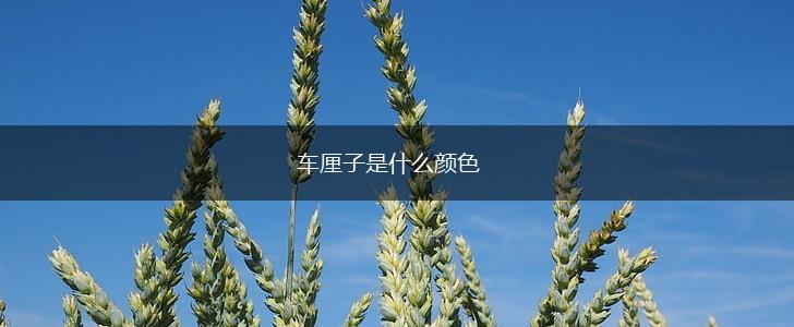 车厘子是什么颜色,第1张 车厘子是什么颜色,第1张