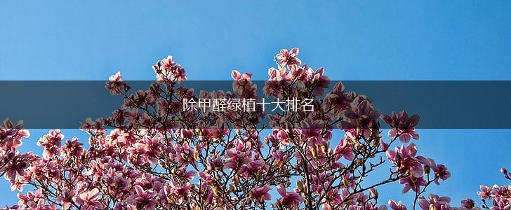 除甲醛绿植十大排名,第1张