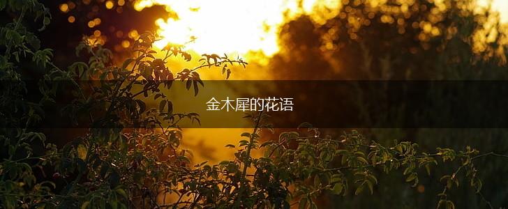 金木犀的花语,第1张