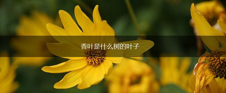 香叶是什么树的叶子,第1张