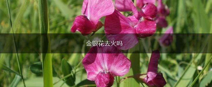 金银花去火吗,第1张