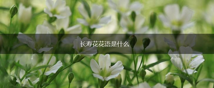 长寿花花语是什么,第1张