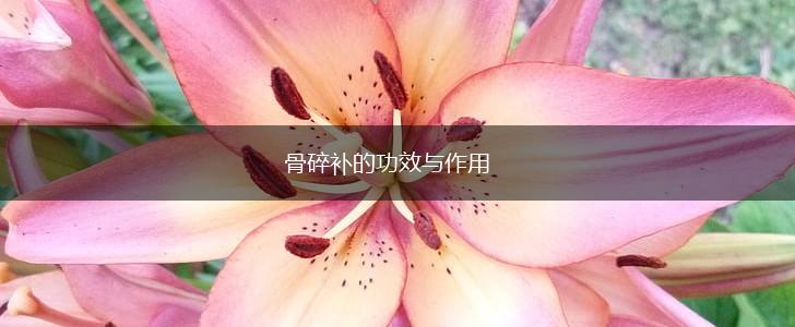骨碎补的功效与作用,第1张