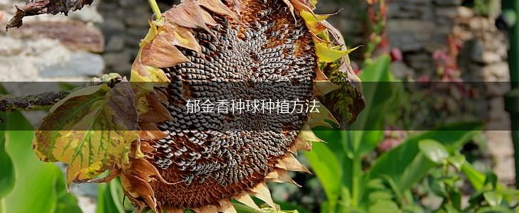 郁金香种球种植方法,第1张