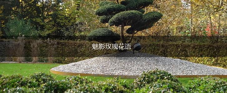 魅影玫瑰花语,第1张