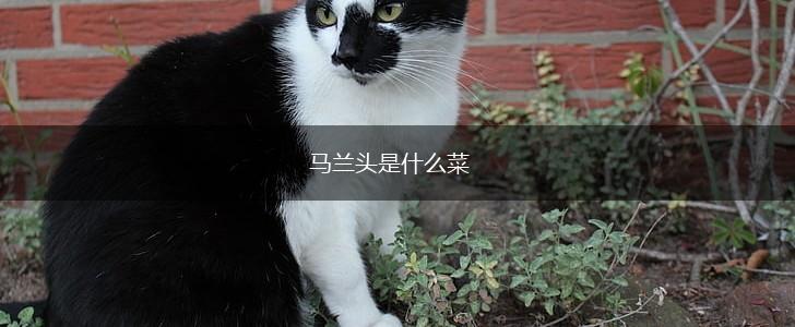 马兰头是什么菜,第1张