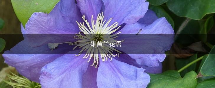雄黄兰花语,第1张