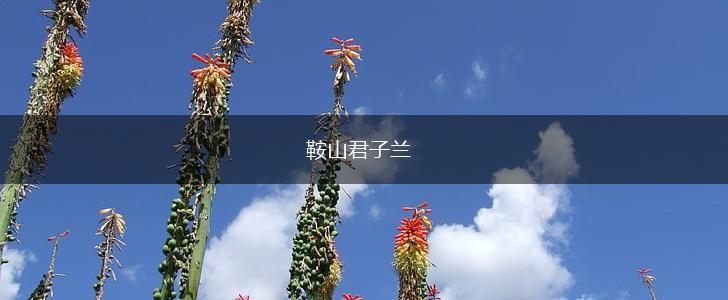 鞍山君子兰,第1张