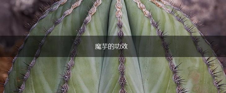 魔芋的功效,第1张