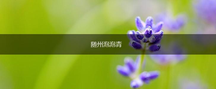 随州泡泡青,第1张