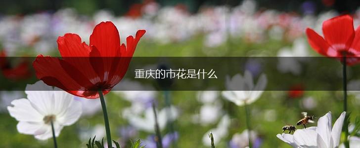 重庆的市花是什么,第1张 重庆的市花是什么,第1张