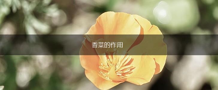 香菜的作用,第1张