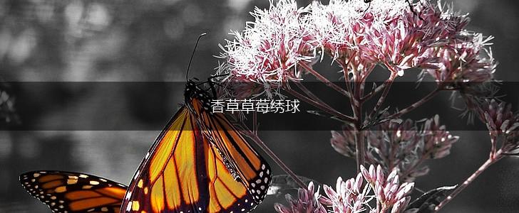 香草草莓绣球,第1张