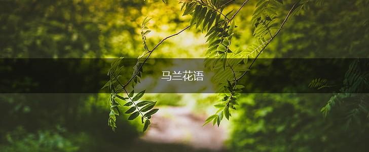 马兰花语,第1张