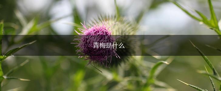 青梅是什么,第1张