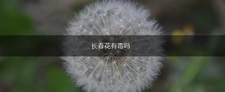 长春花有毒吗,第1张
