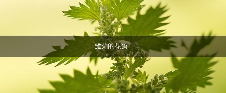 雏菊的花语,第1张