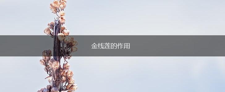 金线莲的作用,第1张 金线莲的作用,第1张