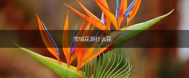雪绒花是什么花,第1张