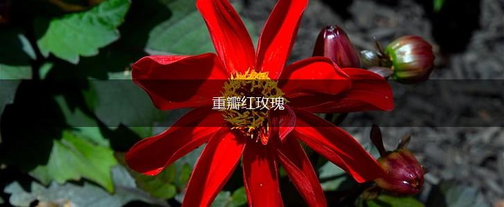 重瓣红玫瑰,第1张