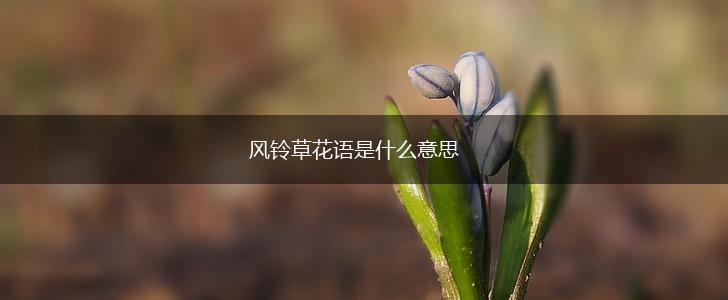 风铃草花语是什么意思,第1张